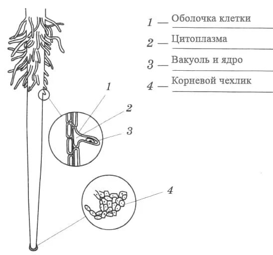 Строение молодого корня фасоли под микроскопом. Корневой чехлик и корневые волоски рисунок. Строение корневого чехлика и корневого волоска. Строение клеток корневого волоска. Лаб раб корневой чехлик и корневые волоски.