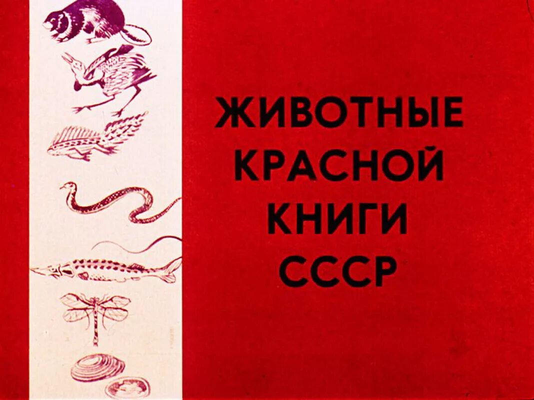 Советская книга красный. Красная книга СССР. Красная книга СССР книга. Красная книга СССР животные. Красная книга СССР 1978.