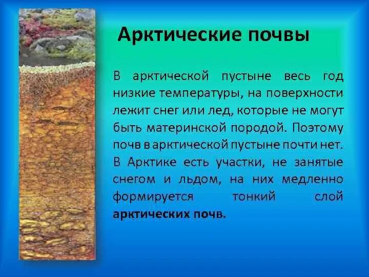 Почва пустынь 8. Почва пустынь 8