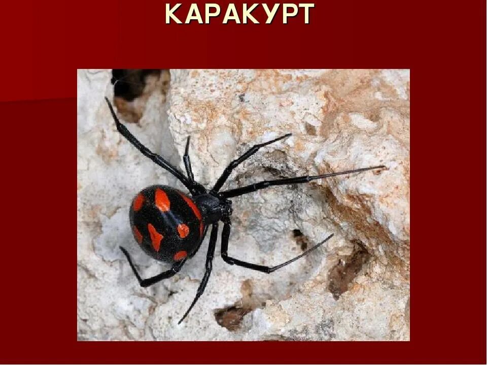 Рост каракурт. Каракурт паук. Паук Каракурт обитает. Астраханский паук Каракурт. Каракурт черная вдова Астраханский.