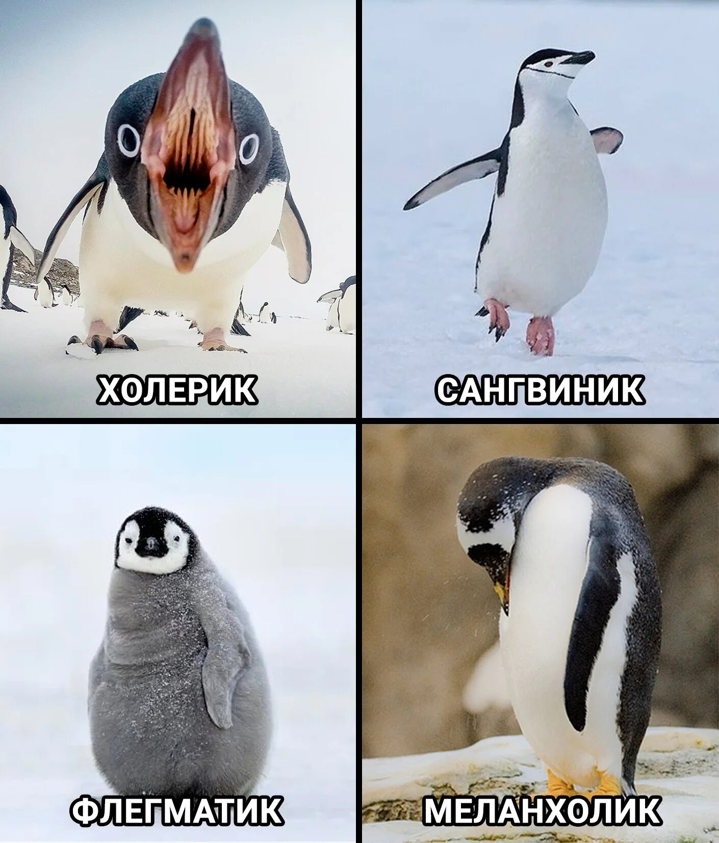 У какого пингвина всегда есть действие. Пингвиник. Смешные мемы с пингвинами. Сангвиник пингвиник. Субантарктический Пингвин.