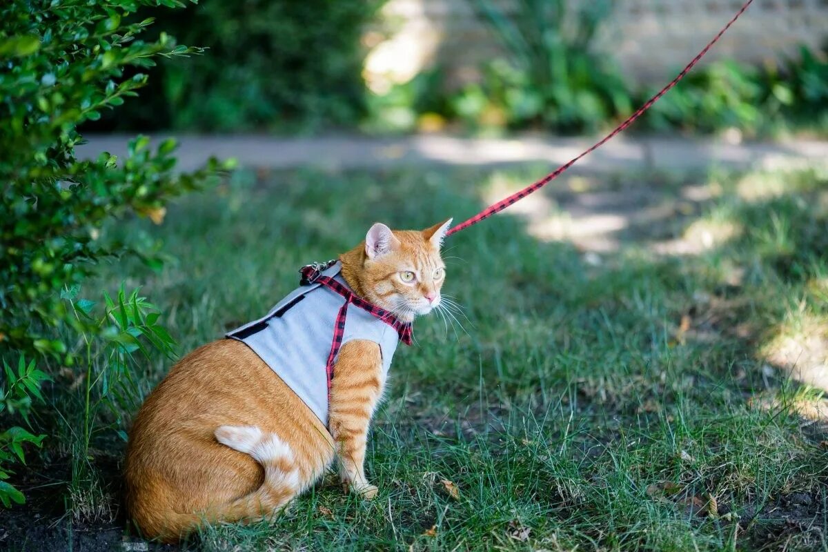 Прогулка кошки