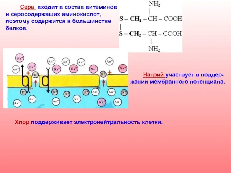 Аминокислоты содержащие серу