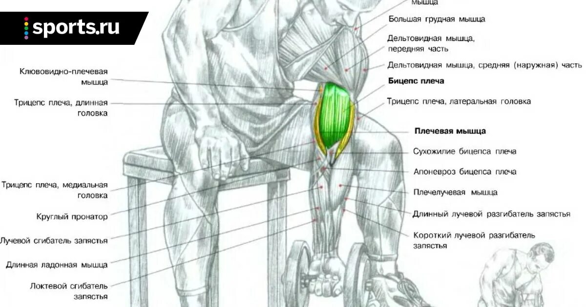Сколько раз качать бицепс. Упражнения на плечелучевую мышцу. плечелучевая мышца упражнения с гантелями. день бицепса и трицепса. как накачать бицепс в домашних условиях.