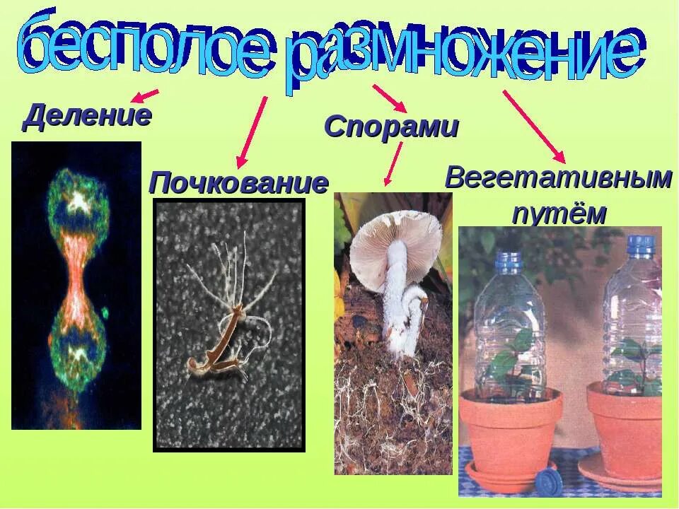 Презентация по биологии размножение. Деление спорами. организмы размножающиеся делением спорами почкованием. , почкование, вегетативное деление. размножение организмов презентация 10 класс биология.