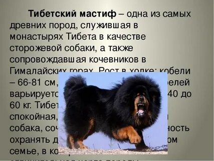 Дорогая собака текст