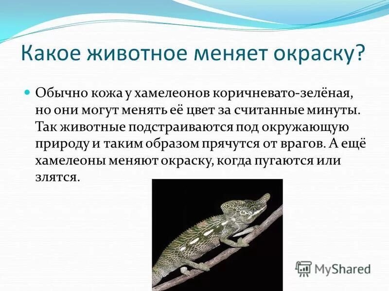 Животные меняющие окраску зимой. Животные что меняют окрас зимой. Какие звери меняют окраску. Какие животные живут 20 лет. Звери меняющие окраску зимой.