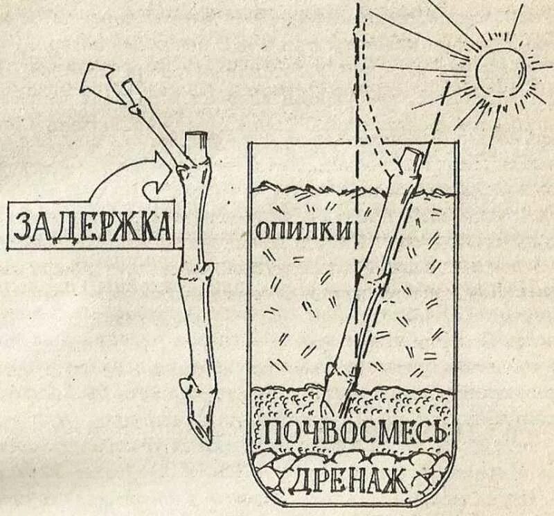 Как правильно сажать виноград весной. Посадка Чубуков винограда весной. Посадка винограда черенками в грунт. Посадка Чубуков винограда весной в открытый грунт. Как правильно посадить виноград весной черенками.