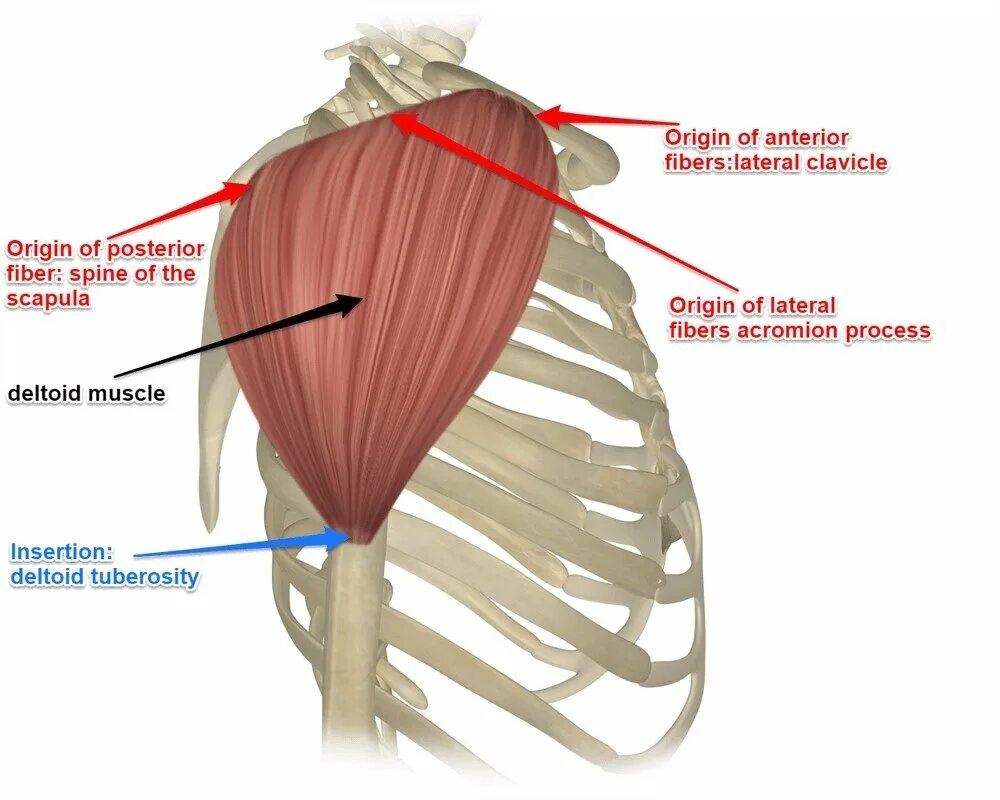 Задняя дельтовидная мышца анатомия. Anterior Deltoid мышца. Дельтовидная мышца плеча крепление. Пучки дельтовидных мышц.