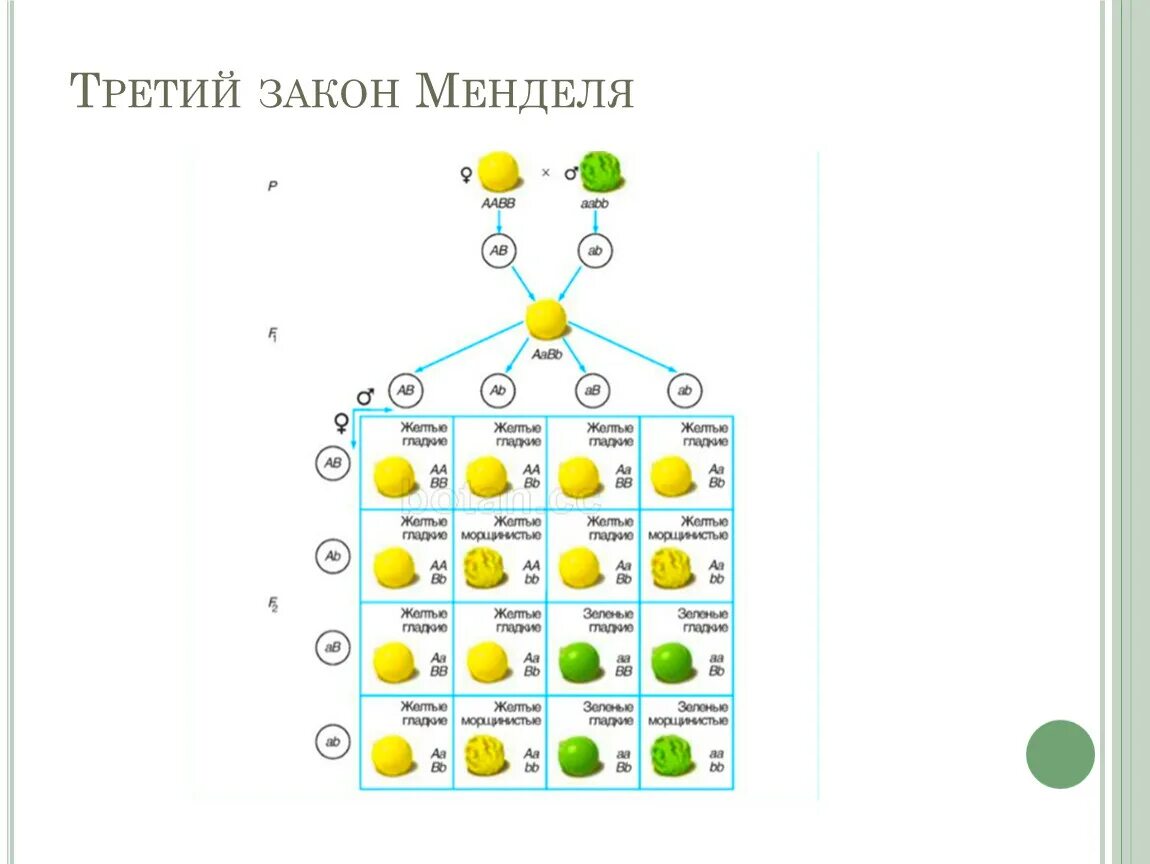 Таблица скрещивание гороха. Третий закон г Менделя. 3 Закона Менделя генетика. Первый закон Грегора Менделя схема. Генетика 1 2 3 законы Менделя.