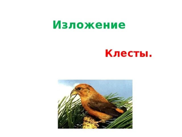 Обучающее изложение клесты 3 класс. Обучающее изложение клесты 3 класс школа россии. рассказ про клестов 3 класс. изложение 3 класс клесты школа россии. изложение клесты школа россии.