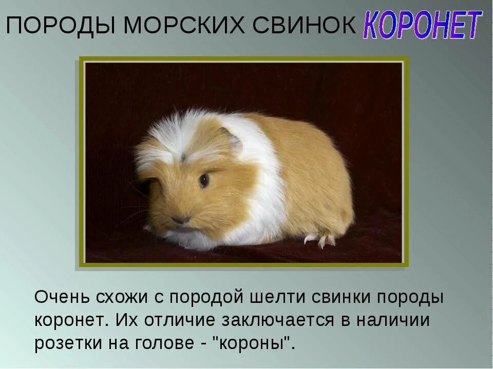 Морская свинка тип
