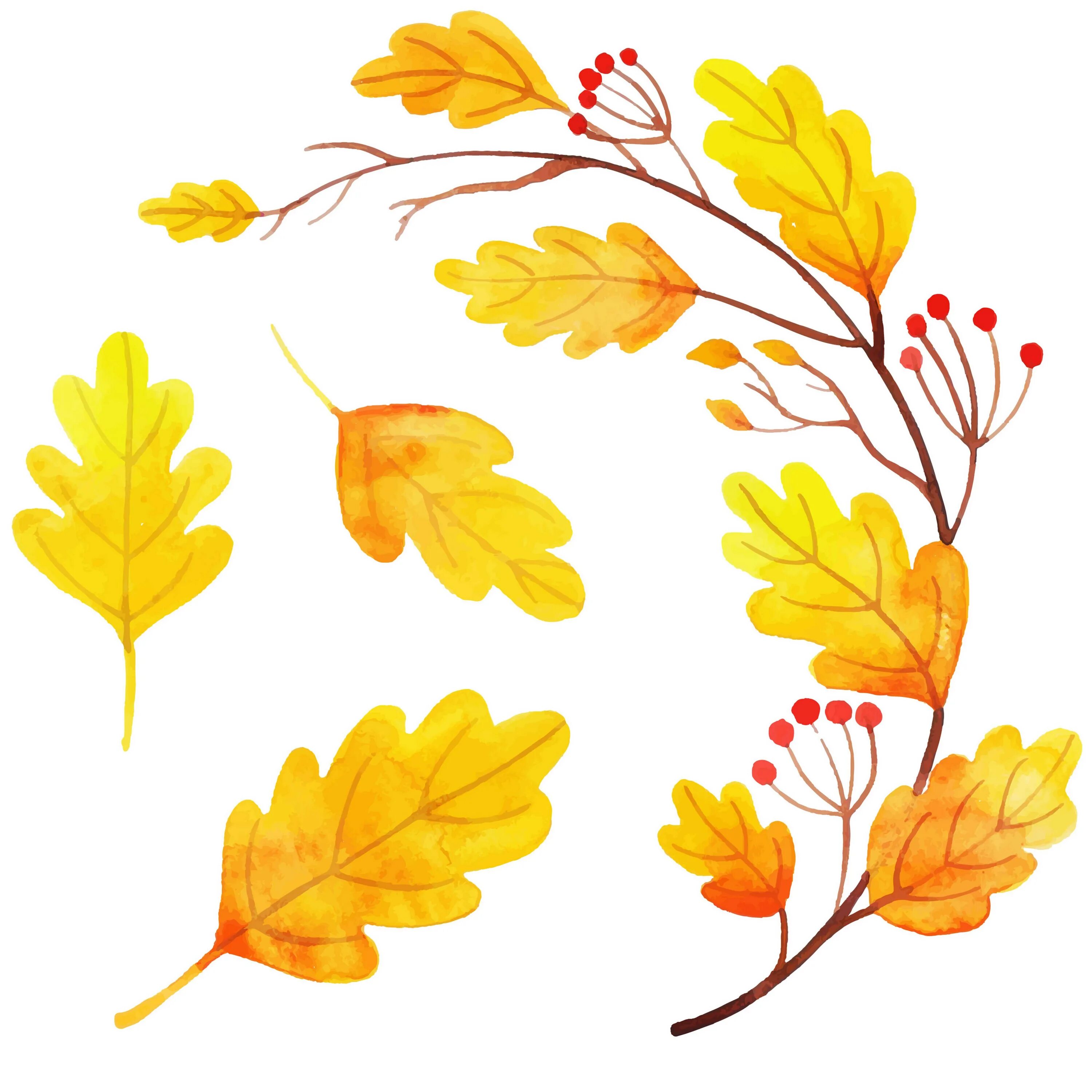 Ветка осенних листьев. Осенняя веточка. Осенние листья акварель. Осенняя ветка на белом фоне. Ветка с осенними листьями.