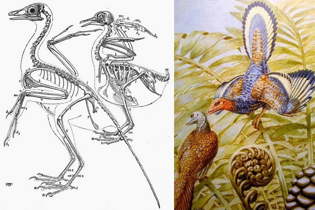 Палеонтология Археоптерикс. Археоптерикс, Иберомезорнис. Скелет археоптерикса и птицы. Археоптерикс скелет. Скелет археоптерикса