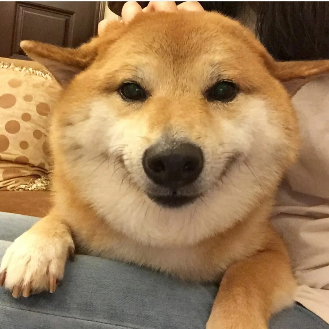 Собака сивая. Сива собака. Щекастая собака Мем. Shiba Inu smile.