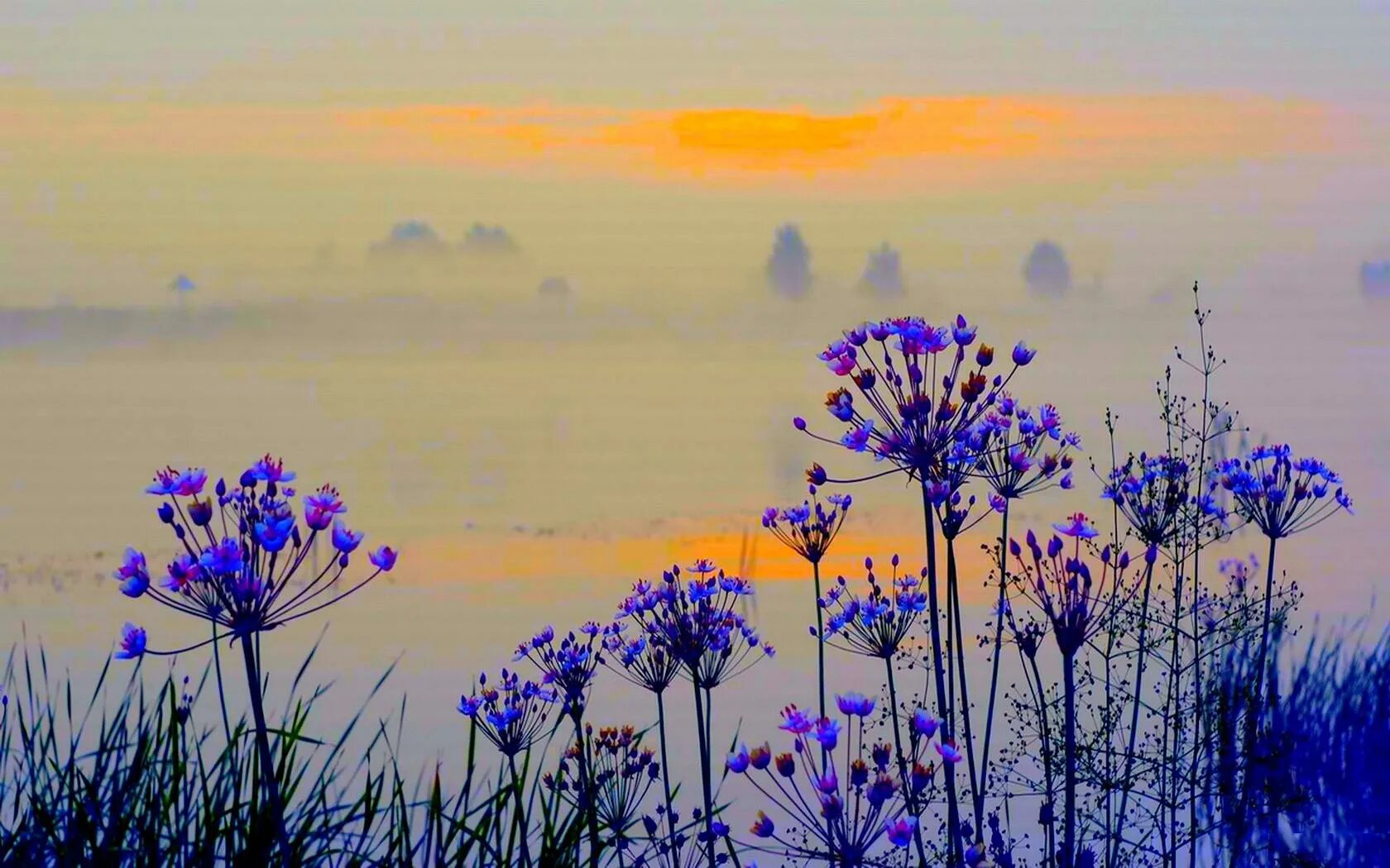 Летний среднеазиатский вечер сухо шелестят. Полевые цветы в тумане. Нежный пейзаж. Пейзаж в пастельных тонах. Нежные луговые цветы.