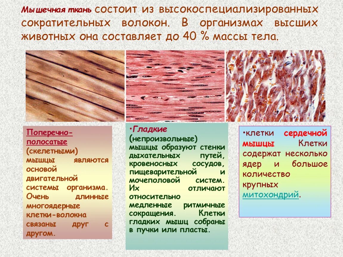 Поперечно-полосатая сердечная мышечная ткань строение. Поперечно полосатая мышечная ткань строение и функции. Особенности строения гладкой мышечной ткани человека. Поперечно полосатая мышечная ткань сердечная и Скелетная. Отличие гладкой и поперечно полосатой ткани