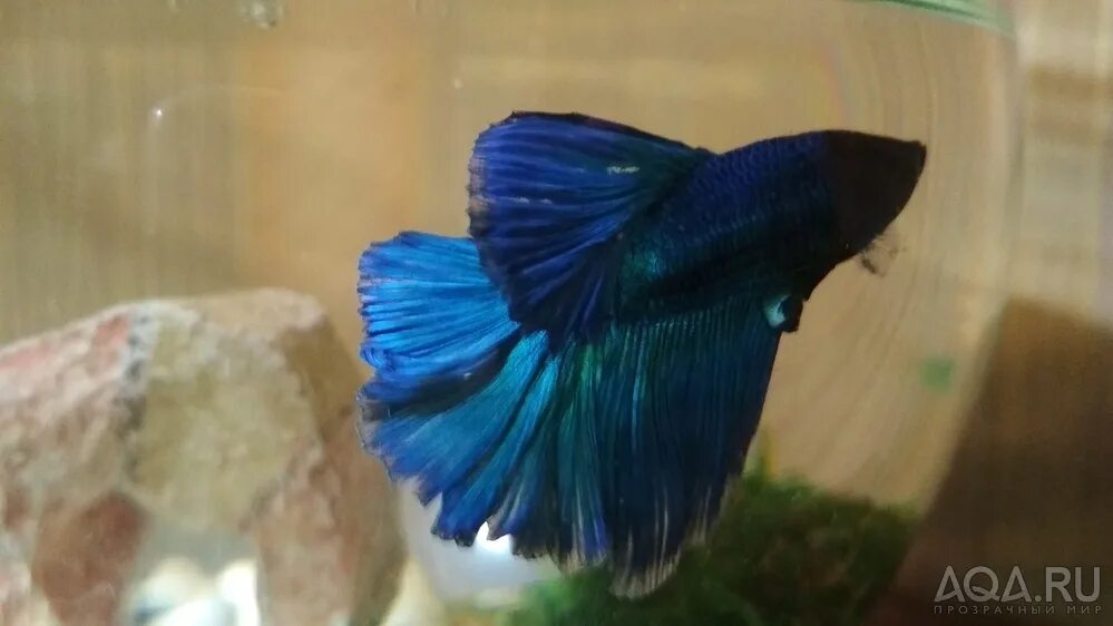 Петушок белеет. Петушок белеет. Болезни аквариумных рыб гурами. Плавниковая гниль у петушка. Рыбка петушок альбинос.