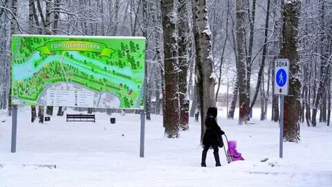 Сестрорецком парке клина