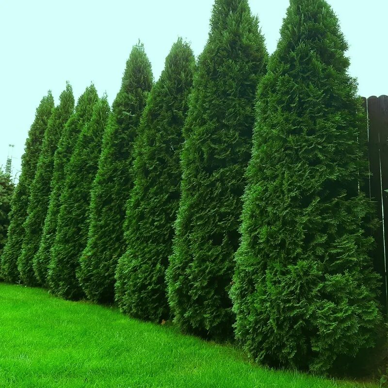 Туя западная smaragd. Туя западная колоновидная. Туя западная smaragd. Туя окциденталис смарагд. Туя западная.
