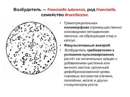 Полиморфная палочка