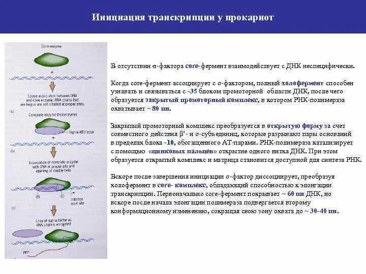 Инициация у прокариот. Схема транскрипции у прокариот. Транскрипция у эукариот инициация элонгация терминация. Инициация транскрипции у прокариот. Факторы инициации транскрипции у прокариот.