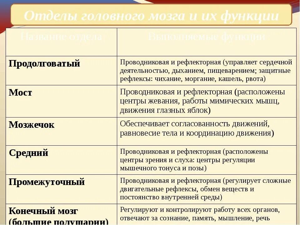 Функции среднего мозга таблица. Отделы головного мозга основные структуры функции. Функции 5 отделов головного мозга. Отделы головного мозга их структуры и функции таблица. Отделы головного мозга таблица анатомия.