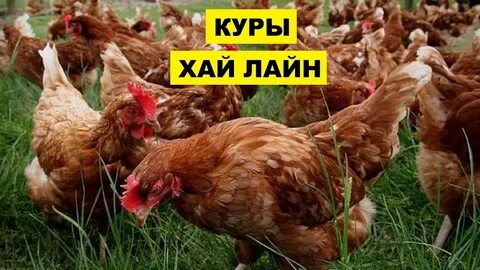 Характер кур