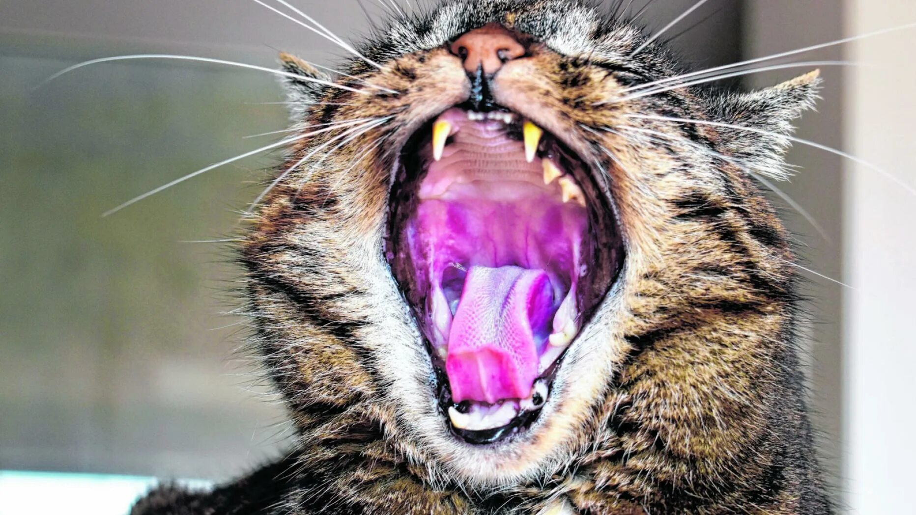 Кошка часто открывает рот. Кот зевает. Орущий кот.