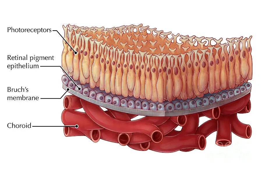 Мембрана Бруха сетчатки глаза. Мембрана Бруха гистология. Пигментный эпителий сетчатки.