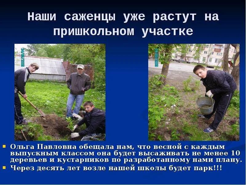 На пришкольном участке растут 8 деревьев. Картинки работа на пришкольном участке. пришкольный участок презентация. улучшения почвы на пришкольном участке. деревья и кустарники на пришкольном участке.
