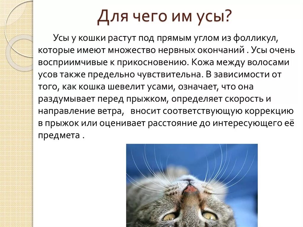 Почему у кота опущены усы. Для чего коту усы?. зачем кошке нужны усы. текст для зачем для кота усы.