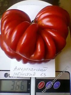 Томат ребристый эуганских холмов