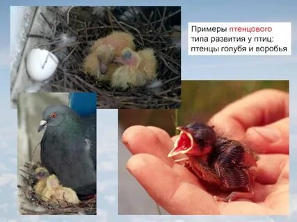Развитие птенцов