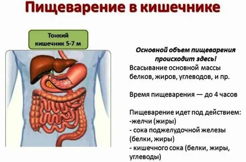 Какие процессы пищеварения происходят в желудке