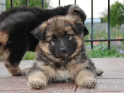 Собака щенок 1 месяц