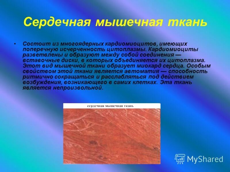 Поперечно полосатые мышцы сокращаются. Отличие миокарда от скелетной мышцы. Состоят из клеток имеющих поперечную исчерченность. Поперечно-полосатая мышечная ткань сокращается:. Отличие миокарда от скелетной мышцы.