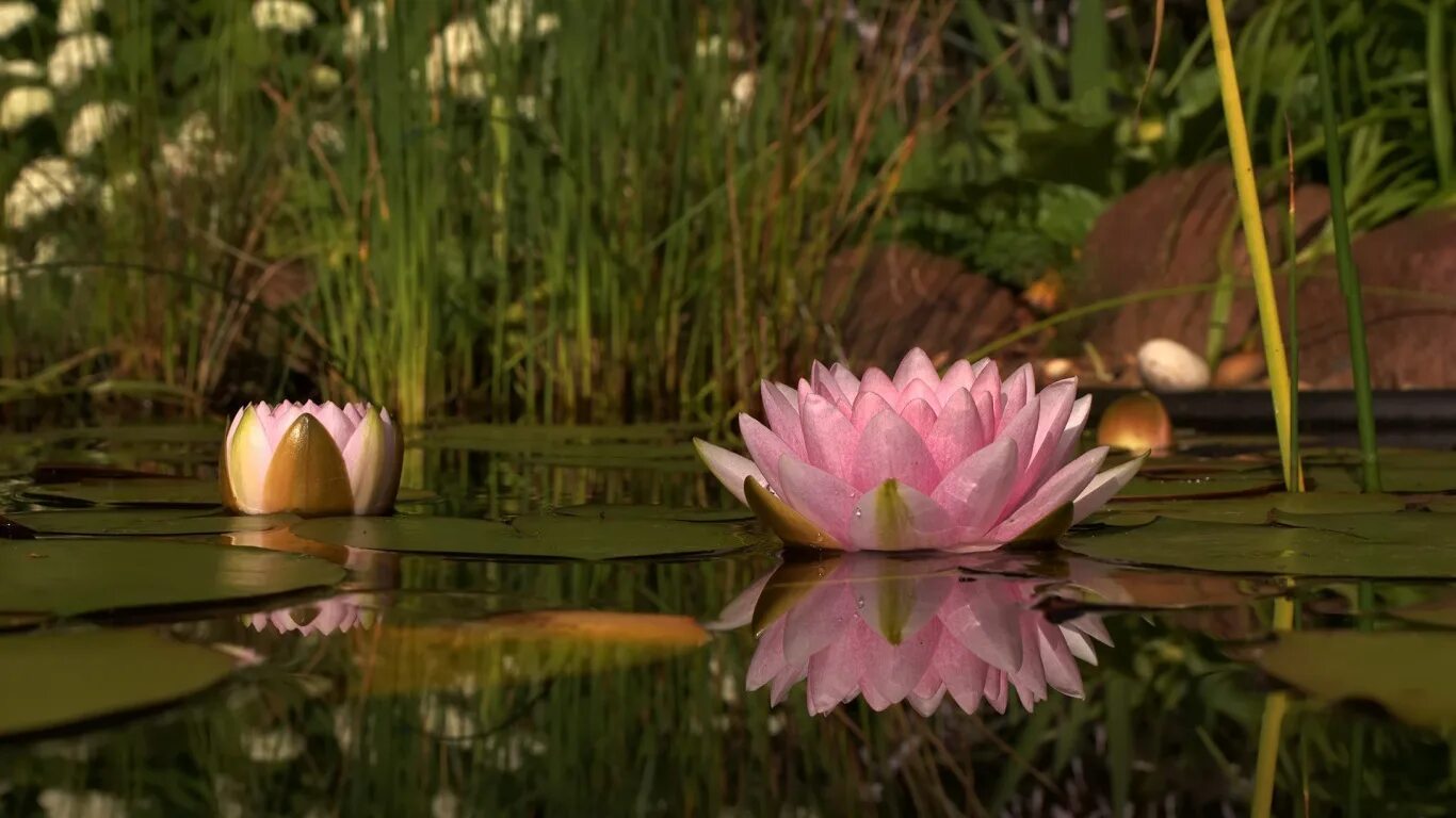 Озеро кувшинки 48 дней. Лотос, рогоз, кувшинка. Кувшинки Лотос цветы лотоса. Пруд с лотосами. Озеро с лотосами.