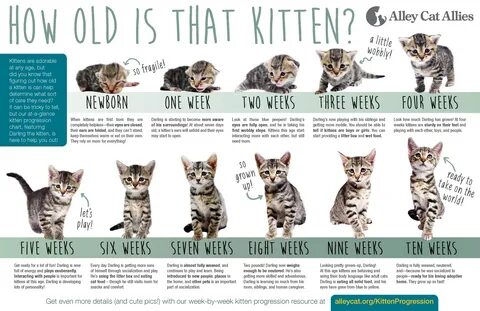Как определить возраст кота или кошки по внешним признакам - pet-mir.ru 