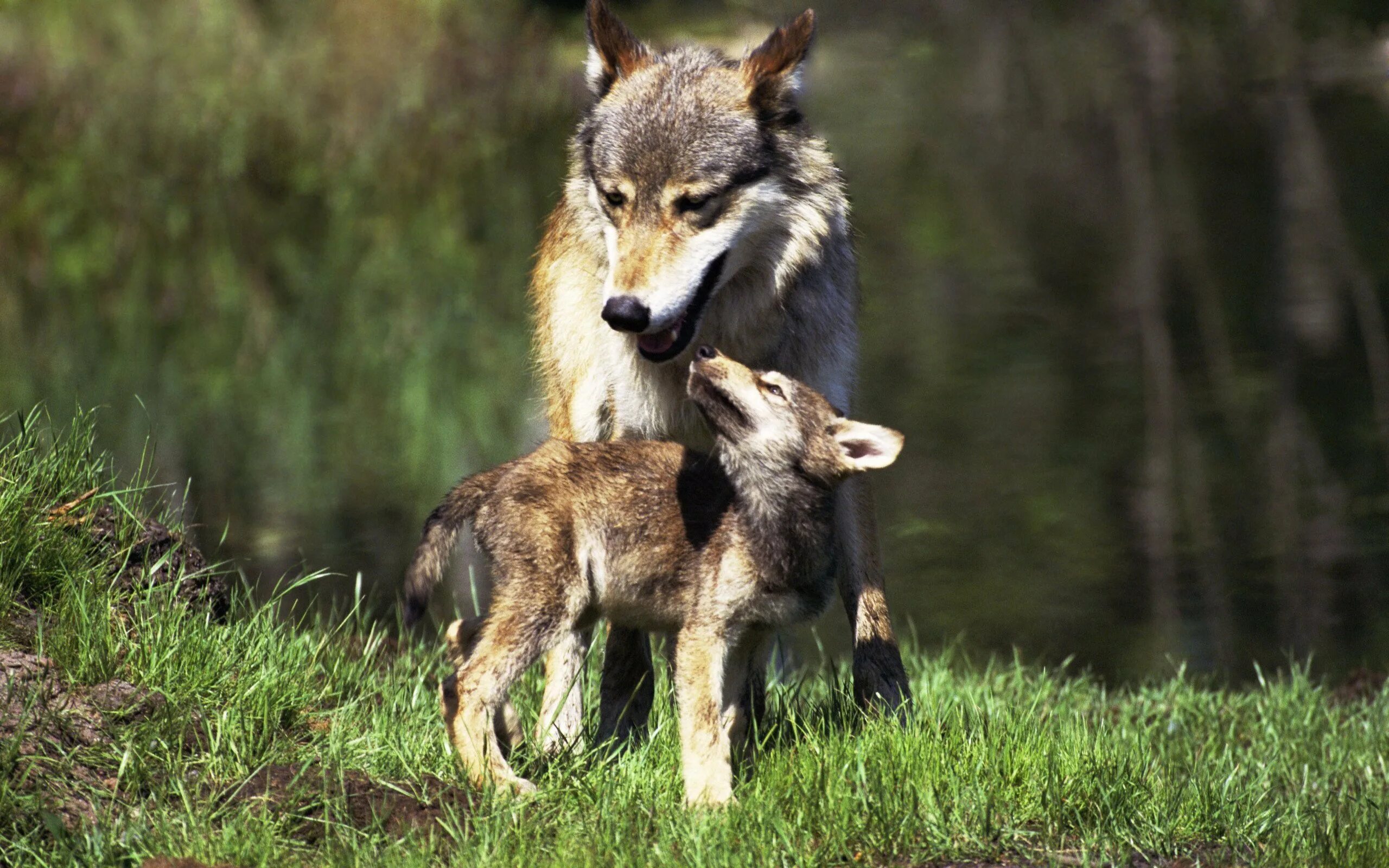 Волчица не позабывшая ребячьих своих забав. Волк волчица и Волчонок. Волк с волчатами. Волчица с волчатами. Волк в дикой природе.