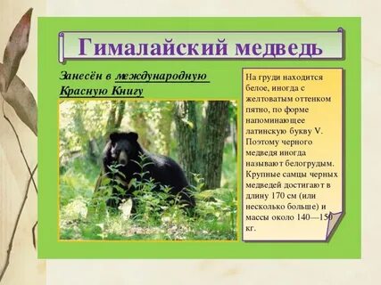 Диктант медведи