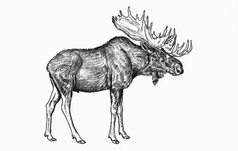 Рисунок лося