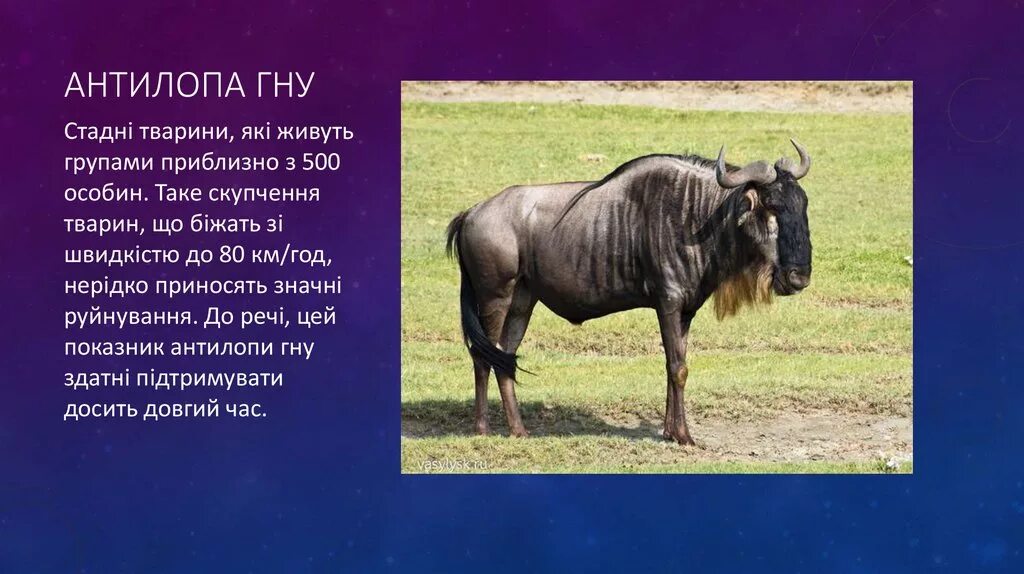 Стадо антилоп гну. Голубая антилопа гну. Численность антилоп гну. Антилопа гну. Численность антилоп гну.