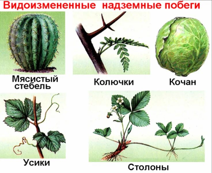 Видоизменение типы