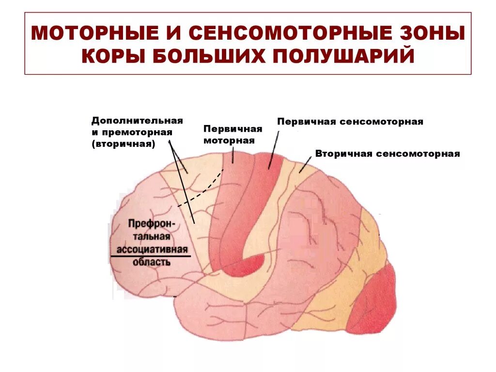 Нижних отделов премоторной области коры больших полушарий. Сенсомоторная зона коры головного мозга. Моторные зоны коры больших полушарий головного мозга.