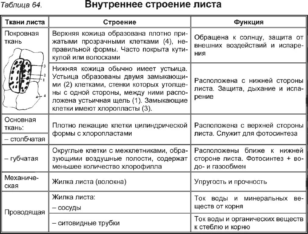 Биология 6 класс внутреннее строение листа таблица. Внутреннее строение листа таблица ткани строение функции. внутреннее строение листа 6 класс таблица. внутреннее строение листа 6 класс биология таблица. строение и функции частей листа таблица 6 класс биология.