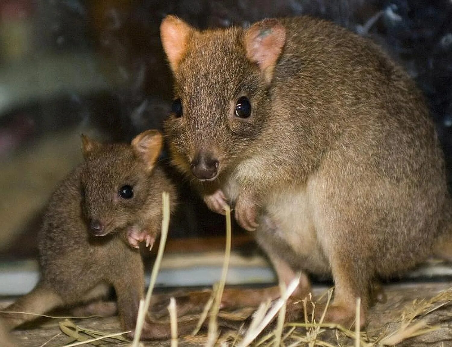Крупные мыши. Мускусная кенгуровая крыса. Сумчатые крысы Австралии. Кенгуровые крысы (сумчатые). Степная кенгуровая крыса.