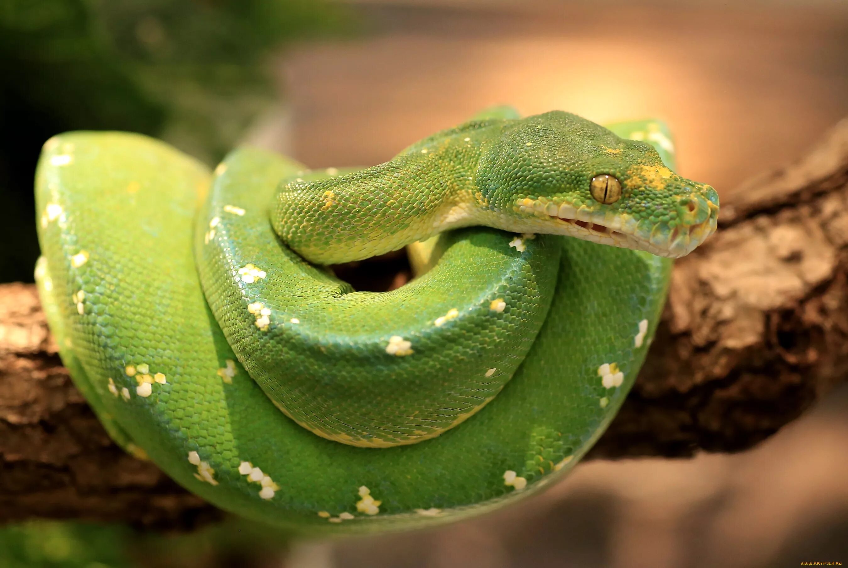 Травоядные змеи. Королевская Кобра зеленая. Зелёный питон малыш. Змея питон зеленый.