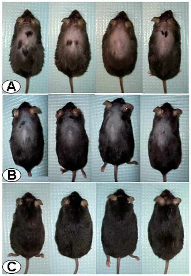 Стадии роста крыс. Крысы по месяцам. Рост крысы. Развитие мышей