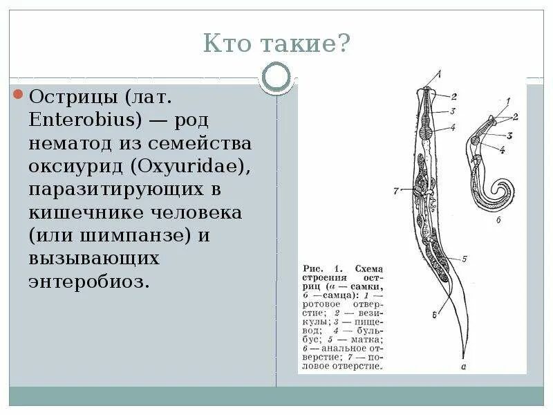 Острицы паразиты млекопитающих. Острица самка и самец. самец острицы строение. половозрелая особь острицы. бульбус острицы.